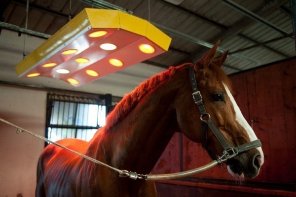 Horse riding facilities, seaside, Pisa Tuscany